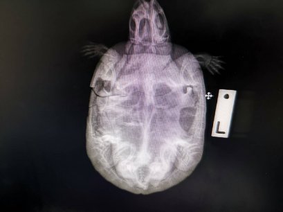 เต่าถูกรถชน รีบนำส่งเข้าโรงพยาบาบทันที่